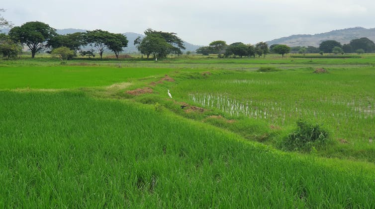 Un campo de plantas verdes de arroz con árboles y montañas al fondo.