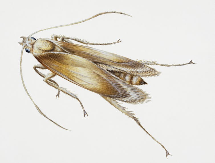 color drawing of an insect with long antennae and folded wings