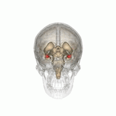 Imagen 3D del cráneo y cerebro con la localización de la amígdala (rojo)