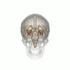 Imagen 3D del cráneo y cerebro con la localización de la amígdala (rojo)