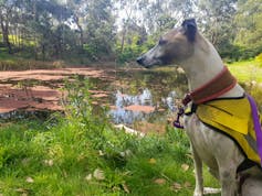 A white dog with a brown patch over his eye is wearing a yellow jacket and sitting in from of a dam