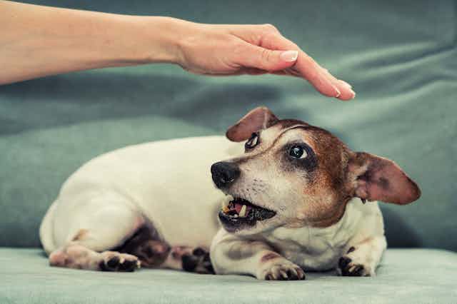 a hand hovers over a scared-looking brown and white small dog