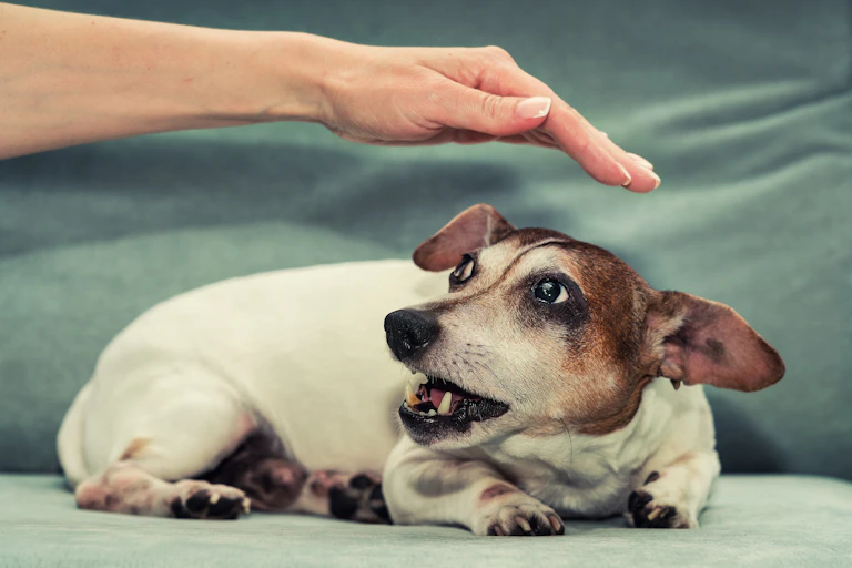 a hand hovers over a scared-looking brown and white small dog