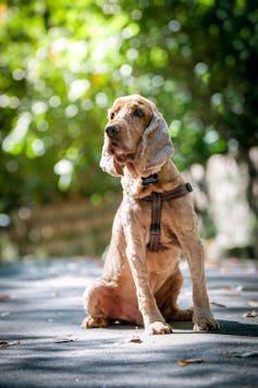 a dog sits on the road with greenery in the background