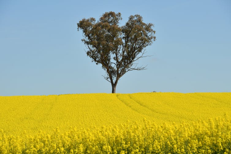 canola field