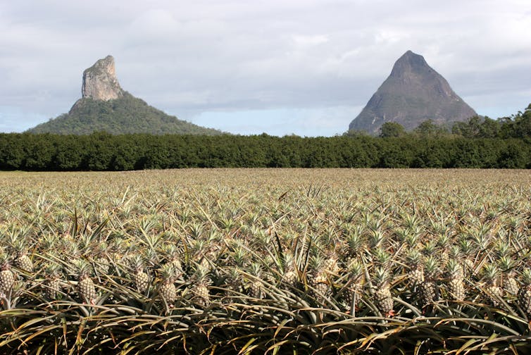 pineapple farm