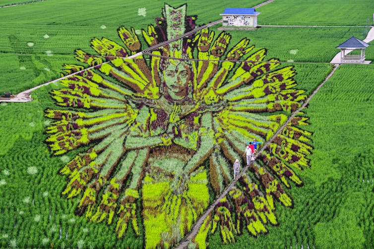 People walk through a rice field that has been designed to look like a picture of a goddess with many arms.