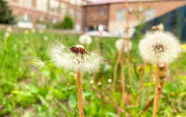 A dandelion going to seed seen against a lawn in front of a school building.