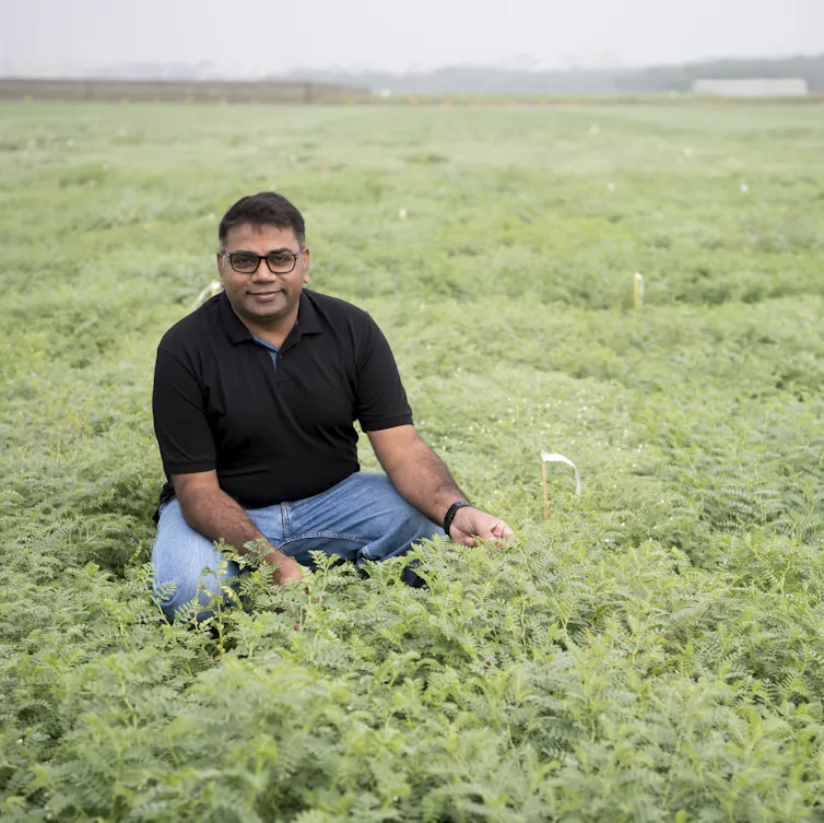 chickpea drought resistant