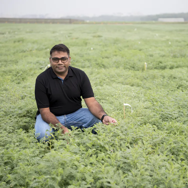 chickpea drought resistant