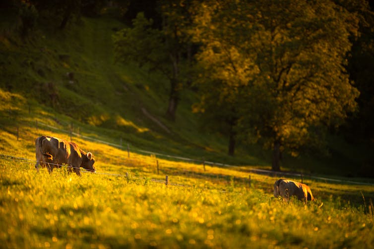 cows grazing in field