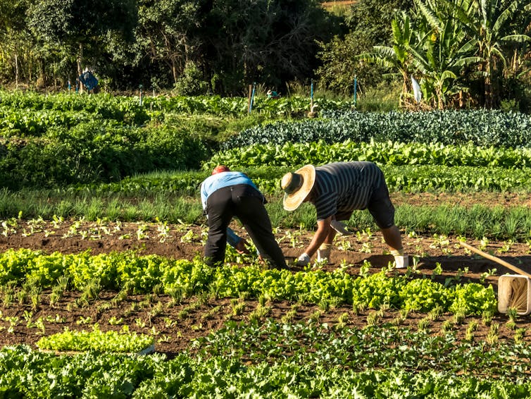 two men prepare soil