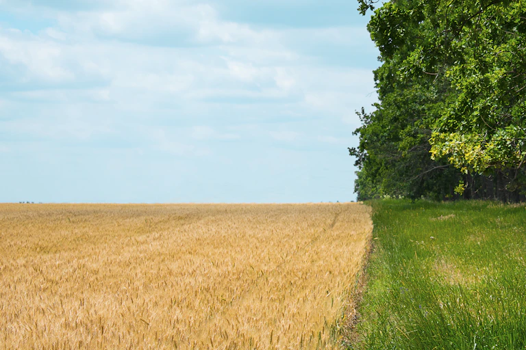 field of crops meets green grass and trees