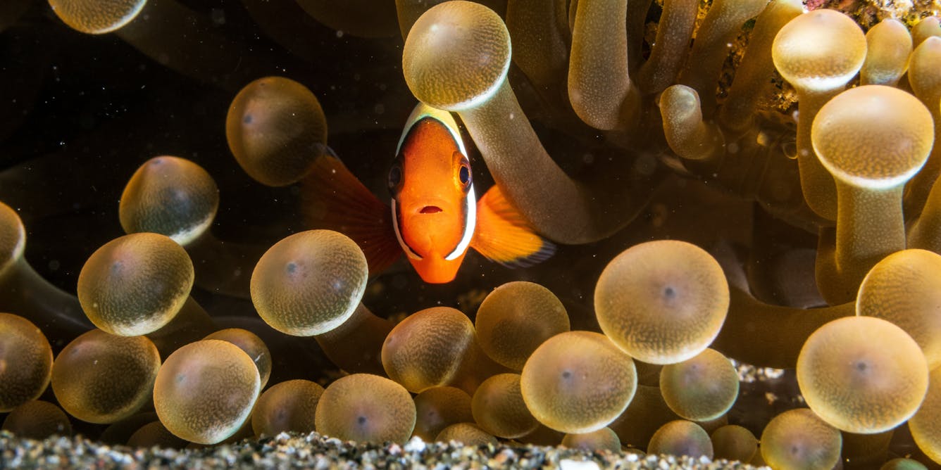 Nemo turns 20 - Great Barrier Reef Foundation
