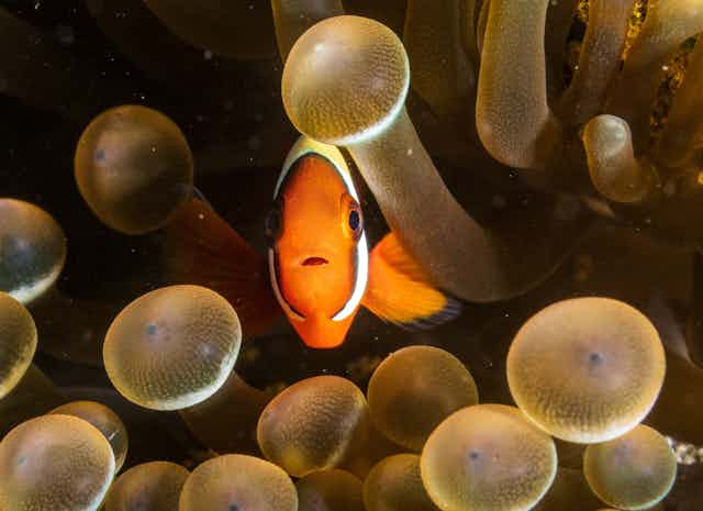 Amphiprion melanopus, also known as the cinnamon clownfish, fire clownfish, red and black anemonefish,
