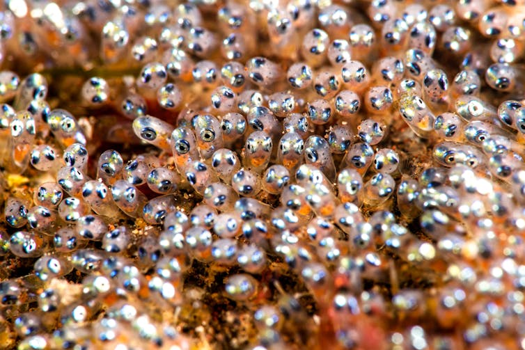 A close up of clownfish eggs just hours before hatching, showing their eyes ready to pop through the sac.
