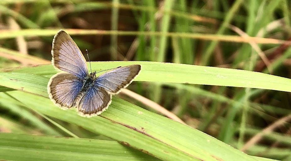 A small butterfly with brown-tipped wings and a bright blue body at rest on a blade of grass