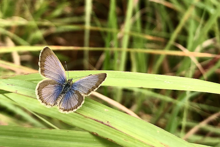 A small butterfly with brown-tipped wings and a bright blue body at rest on a blade of grass