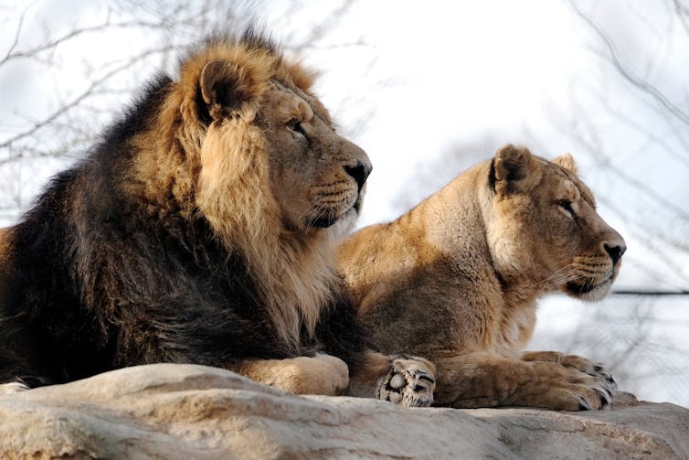 A male and female lion sitting side by side.