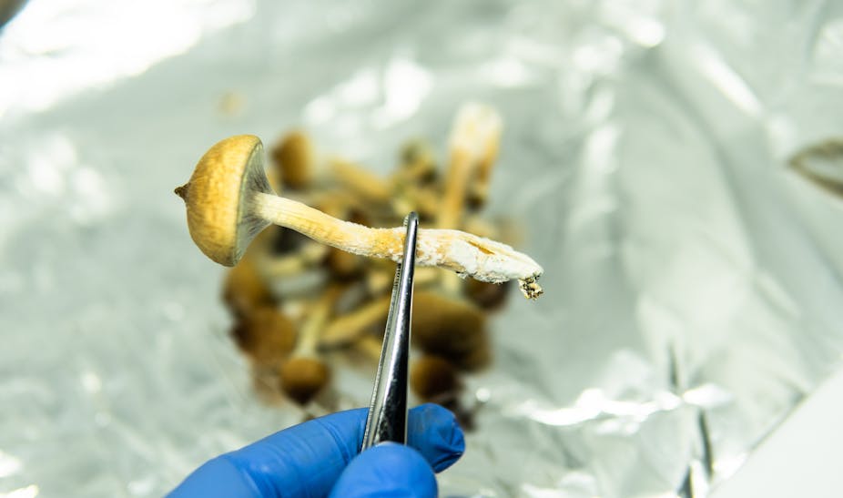 A lab worker wearing a blue glove holds a magic mushroom in a pair of tweezers.