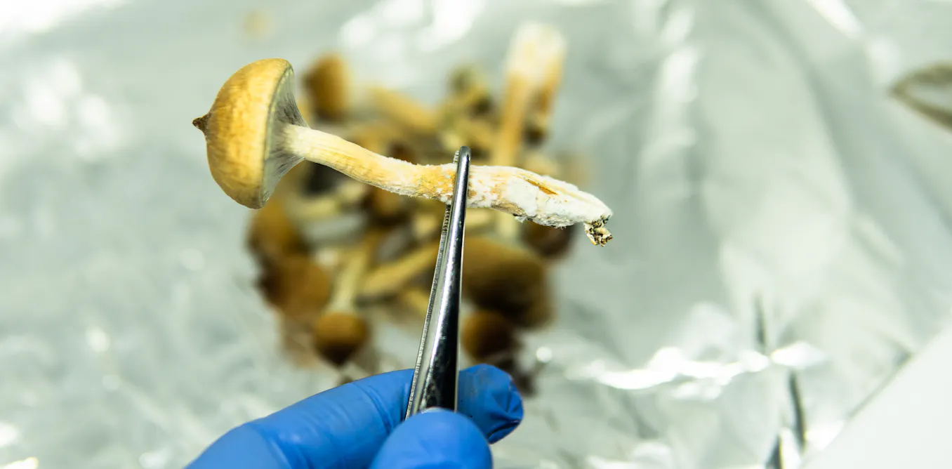 Brain-altering fungi could lead the next frontier in mental health care