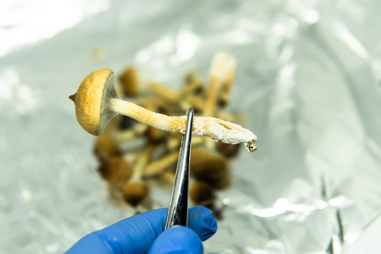 A lab worker wearing a blue glove holds a magic mushroom in a pair of tweezers.