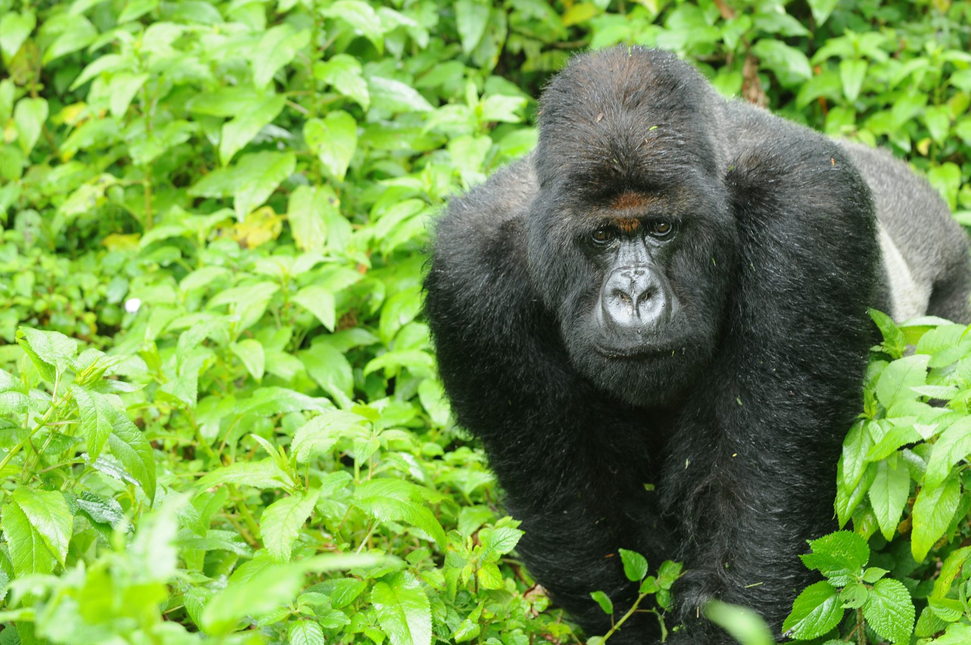 large adult male gorilla against leafy background