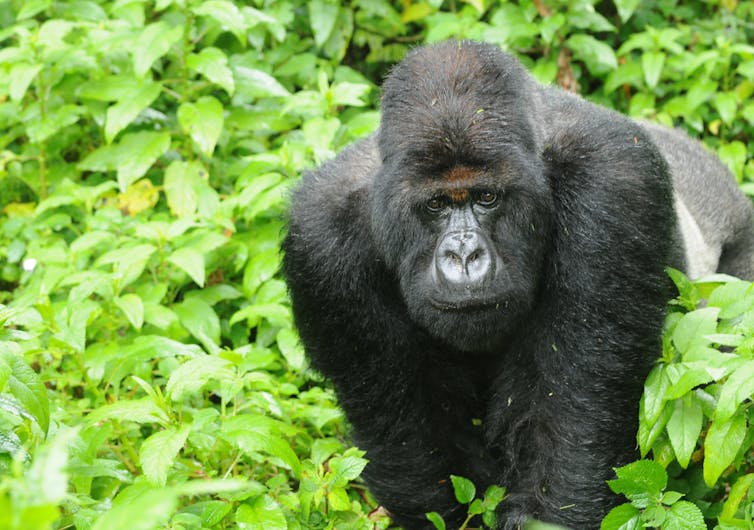 large adult male gorilla against leafy background