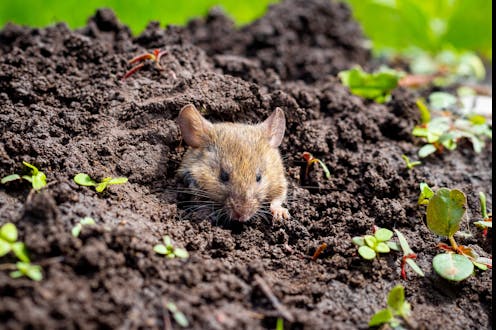 ‘chemical camouflage’ can hide crops and cut losses by over 60%
