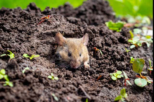 A mouse in dirt with sprouting plants.