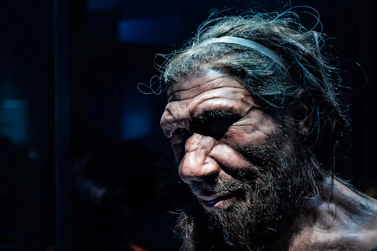 Reconstruction of a Neanderthal