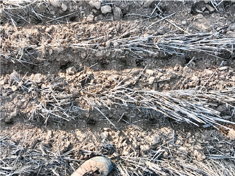 A photo of small holes dug in the ground among rows of grassy plants.