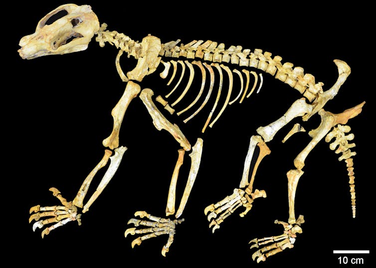 yellow bones of a skeleton of a bear like animal on a black background