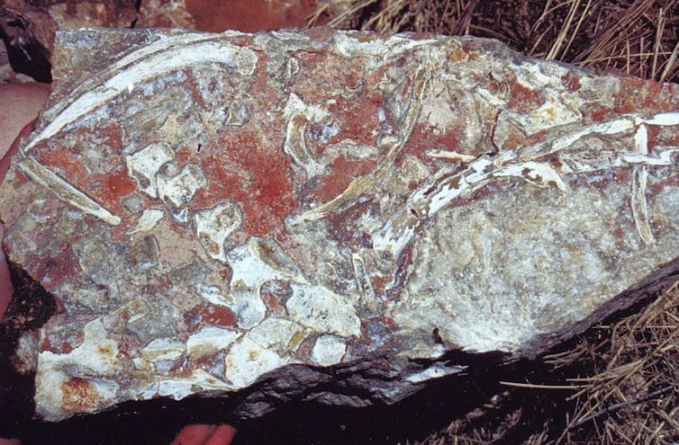 A large pink and grey rock with outlines of bones visible in it