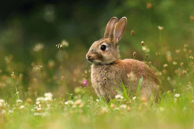 A wild rabbit surrounded by flowers in a meadow.