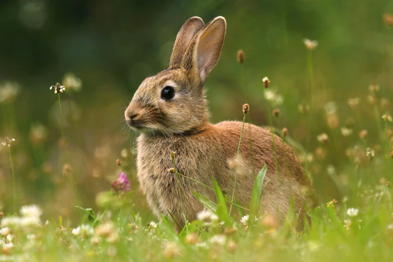 A wild rabbit surrounded by flowers in a meadow.