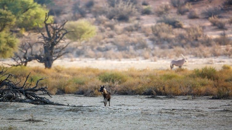 A hyena searching a grassland with an antelope in the background.