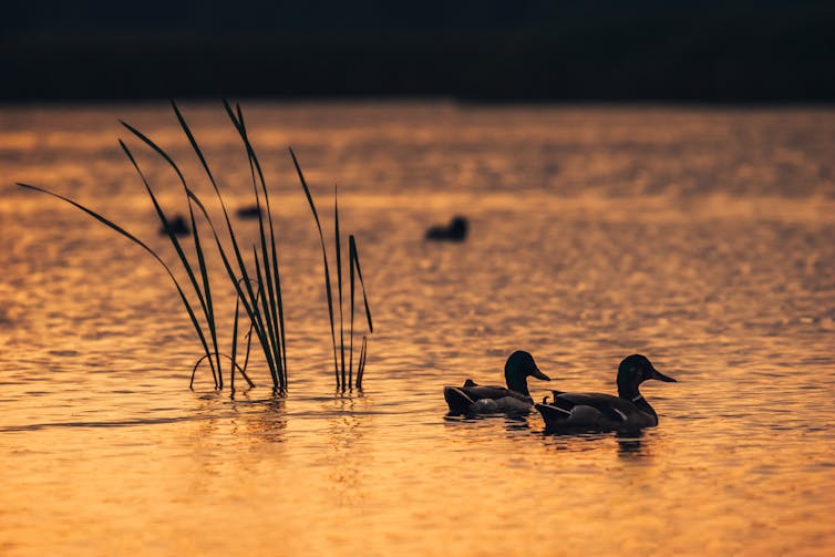 Two ducks silhouetted on a lake at sunset.