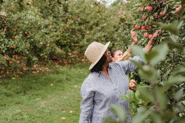 Femmes cueillant des fruits