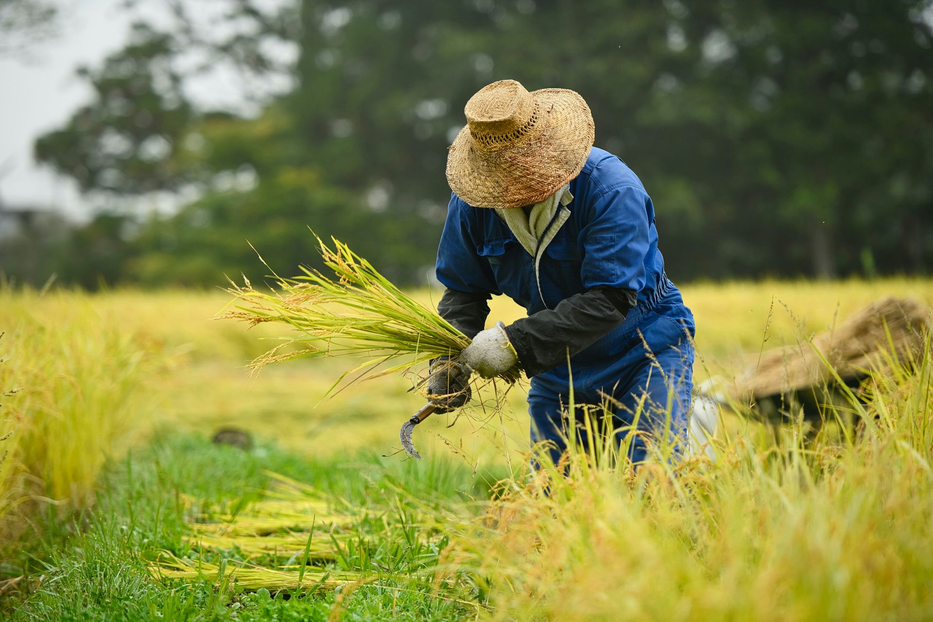 Cómo Fomentar El Cultivo Sostenible Del Arroz Para Mejorar La Seguridad ...