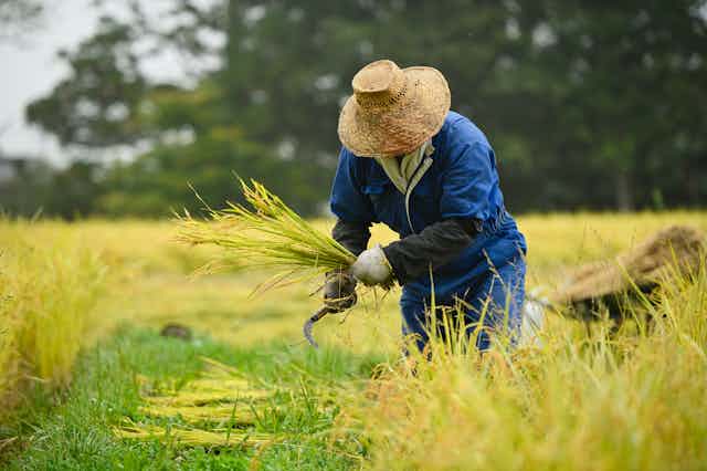 Agricultor cortando plantas de arroz en un campo de cultivo.