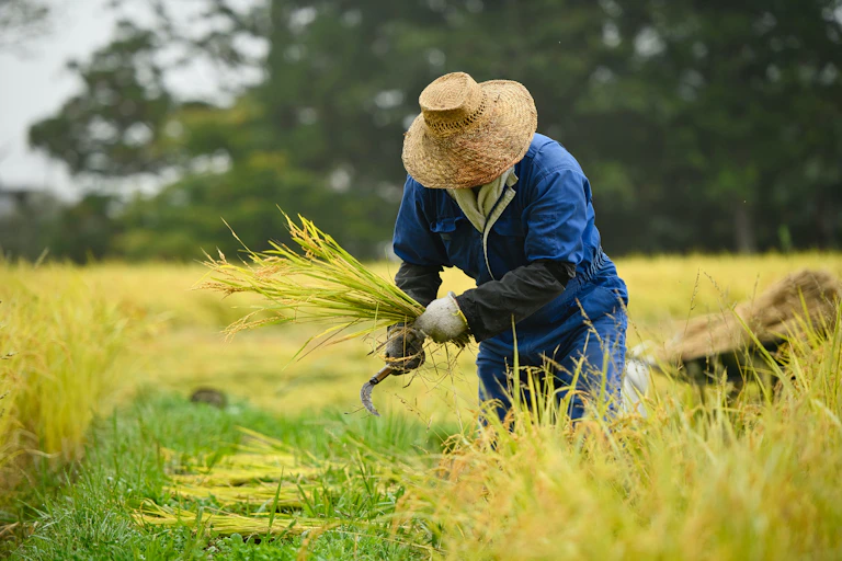Agricultor cortando plantas de arroz en un campo de cultivo.