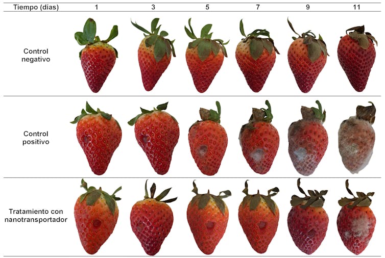 Las fresas no tratadas desarrollan moho y las fresas tratadas apenas lo desarrollan.