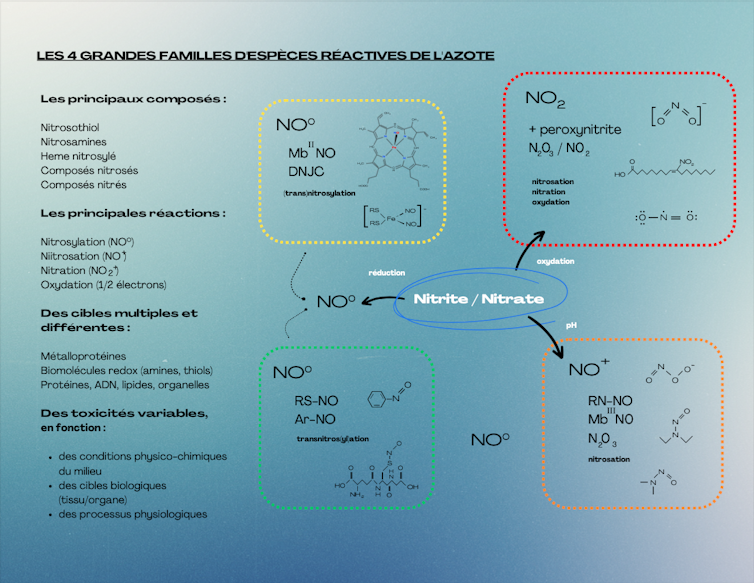 Schéma présentant les diverses espèces réactives de l’azote