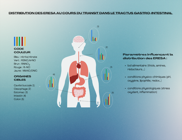 Schéma des évolutions possibles des diverses espèces réactives de l’azote dans le tractus gastro-intestinal