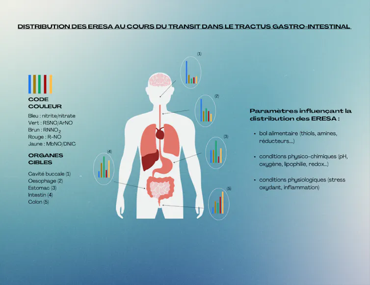 Schéma des évolutions possibles des diverses espèces réactives de l’azote dans le tractus gastro-intestinal