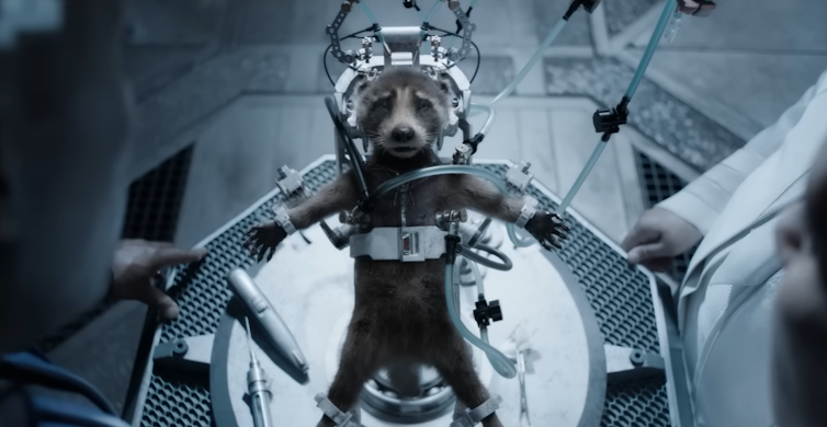 A 3D animated raccoon strapped into an experimental device with scientists in white lab coats looming above him.