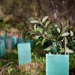 informative essay about the importance of tree planting