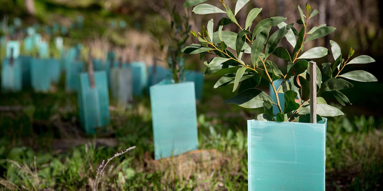 Program To Plant 20 Million Trees Prioritised Cost saving Over Gains Program To Plant 20 Million Trees Prioritised Cost saving Over Gains