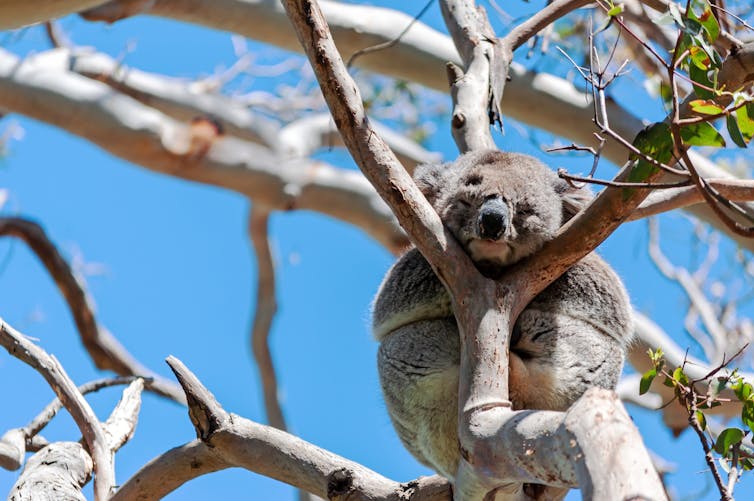 koala rests in tree